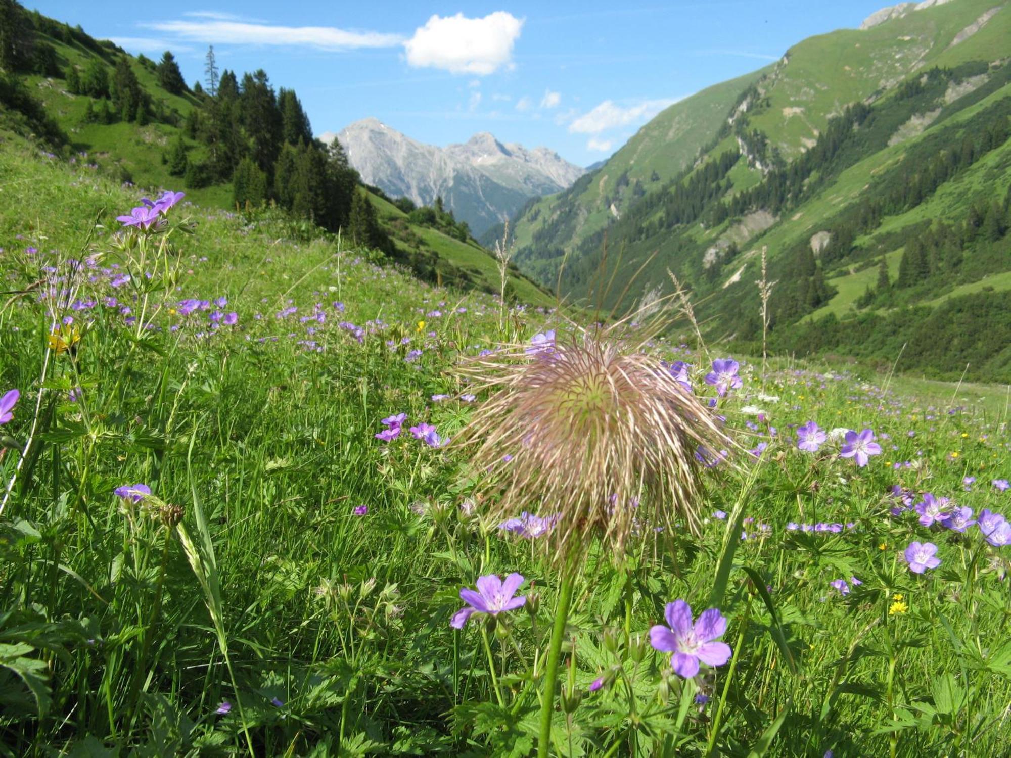 Ferienwohnungen Schlichtherle Bach  Exteriér fotografie